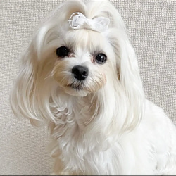 【プチリボン】犬リボン　犬用リボン　犬用バレッタ 8枚目の画像