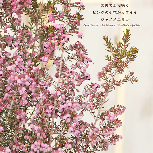 花苗 ジャノメエリカ 蛇の目エリカ 4号ポット 常緑低木 冬春 花苗 ジャノメエリカ 蛇の目エリカ 4号ポット 常緑低木 冬春