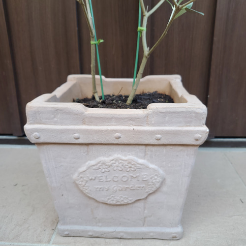オリーブの木 ネバディロブランコ テラコッタ鉢植え 苗 シンボルツリー