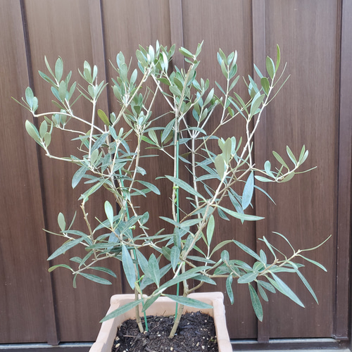 オリーブの木 ネバディロブランコ テラコッタ鉢植え 苗 シンボルツリー