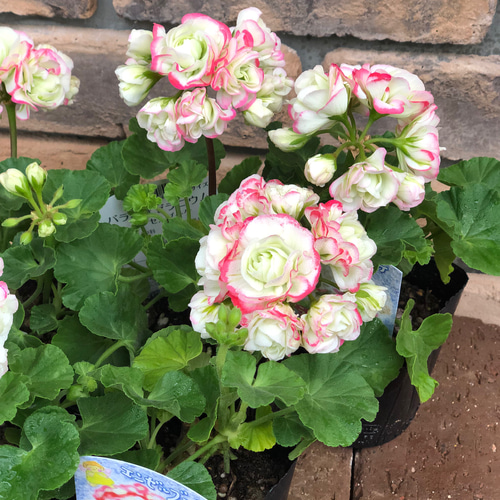 花苗＊バラ咲きゼラニウム「エンゼルブーケ」 その他素材 Comu＊Garden