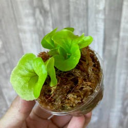  第3張的照片