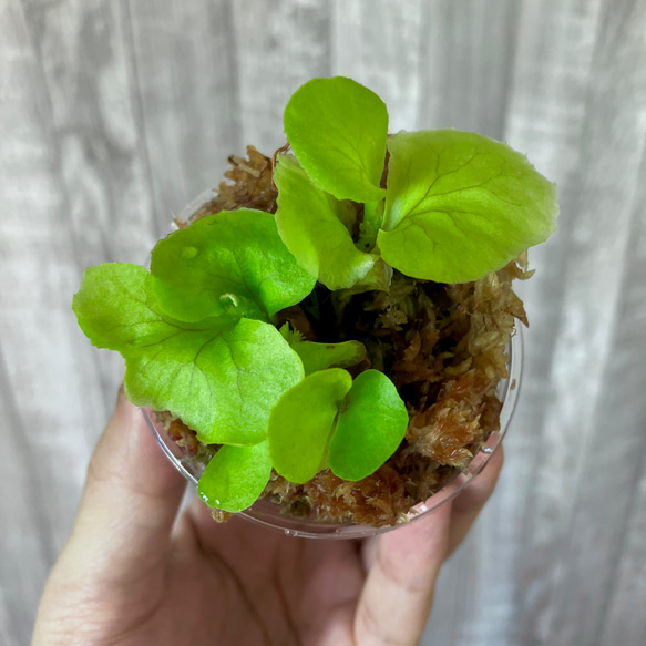  第4張的照片