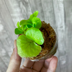  第2張的照片