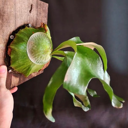 ホーンズサプライズ　幼苗　直径8.0cm   ビカクシダ　観葉植物 1枚目の画像
