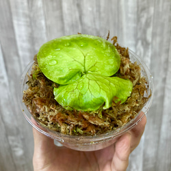 ホーンズサプライズ　幼苗　直径8.0cm   ビカクシダ　観葉植物 4枚目の画像