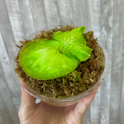 ホーンズサプライズ　幼苗　直径8.0cm   ビカクシダ　観葉植物 3枚目の画像