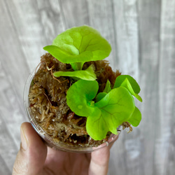  第6張的照片