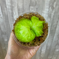 ホーンズサプライズ　幼苗　直径8.0cm   ビカクシダ　観葉植物 2枚目の画像