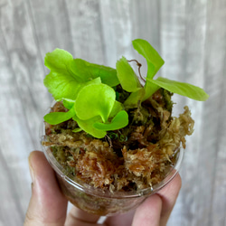  第5張的照片