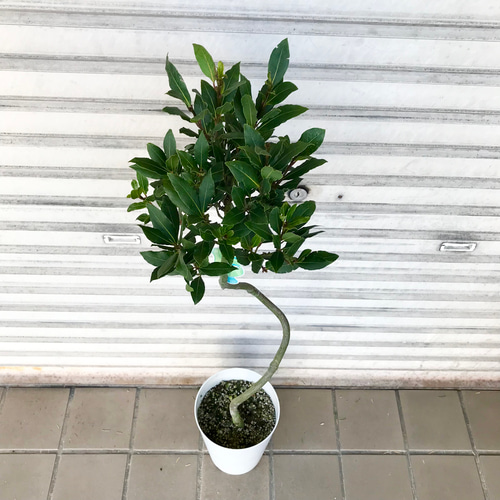 ラセン仕立て！ 月桂樹 ローリエ 7号 その他インテリア雑貨 PLANTS