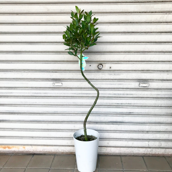 ラセン仕立て！ 月桂樹 ローリエ 7号 その他インテリア雑貨 PLANTS