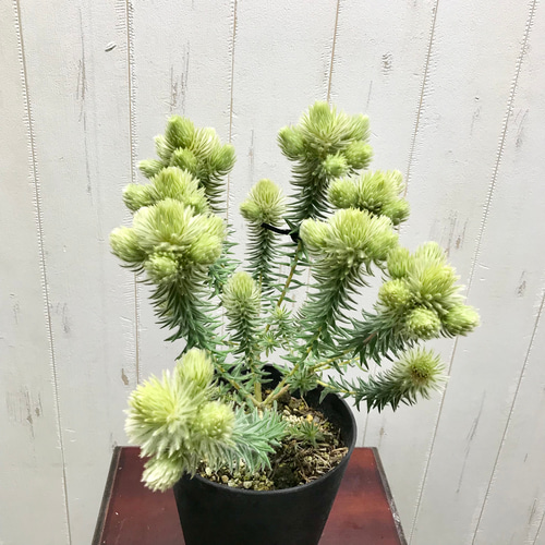 大株♡ フィリカ プベッセンス〝ワフトフェザー〟 5号 その他