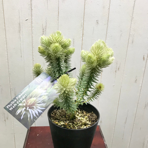 大株♡ フィリカ プベッセンス〝ワフトフェザー〟 5号 その他