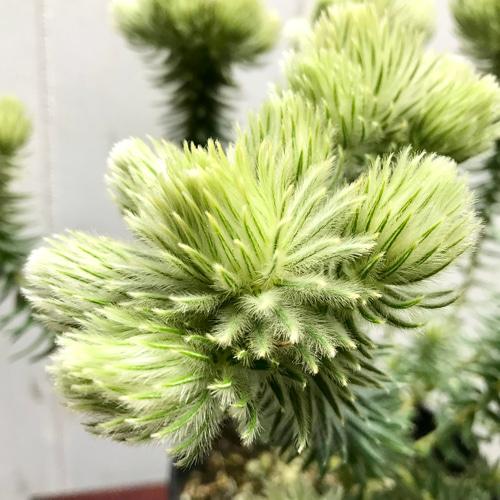 フィリカ　ワフトフェザー　7号 大株 フィリカ プベッセンス：ワフトフェザー7号鉢植え の通販 | 園芸
