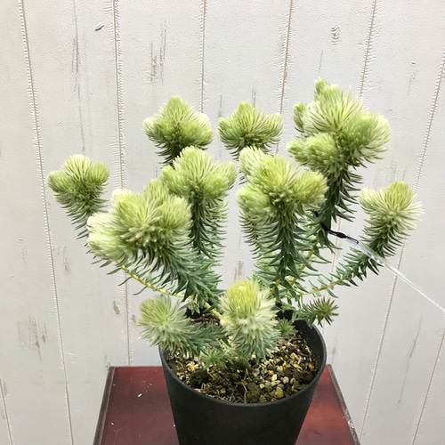 フィリカ　ワフトフェザー　7号 大株 フィリカ プベッセンス：ワフトフェザー7号鉢植え の通販 | 園芸