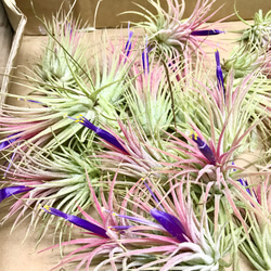 開花中♡   Tillandsia エアプランツ イオナンタ  フエゴ  5株 8枚目の画像