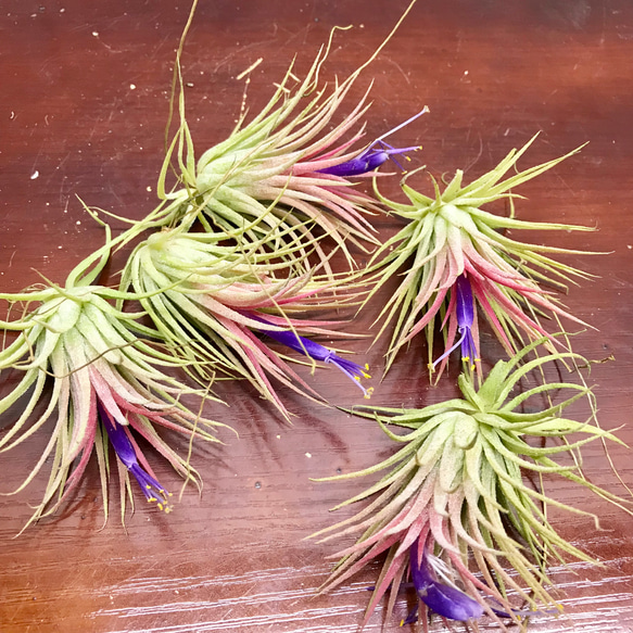 開花中♡   Tillandsia エアプランツ イオナンタ  フエゴ  5株 2枚目の画像