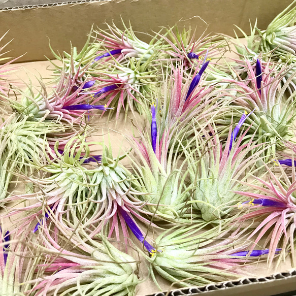 開花中♡   Tillandsia エアプランツ イオナンタ  フエゴ  5株 9枚目の画像