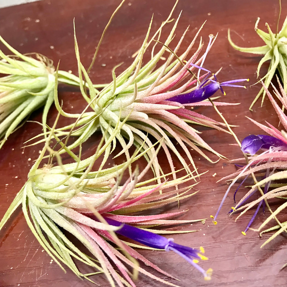 開花中♡   Tillandsia エアプランツ イオナンタ  フエゴ  5株 4枚目の画像