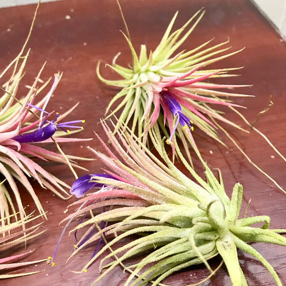 開花中♡   Tillandsia エアプランツ イオナンタ  フエゴ  5株 6枚目の画像