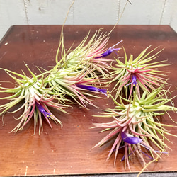 開花中♡   Tillandsia エアプランツ イオナンタ  フエゴ  5株 1枚目の画像