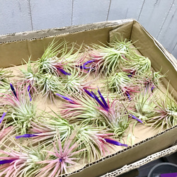 開花中♡   Tillandsia エアプランツ イオナンタ  フエゴ  5株 7枚目の画像