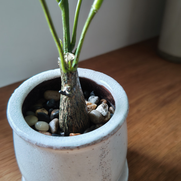 フェイクグリーンの鉢植え(パキラ)／白陶器  人工観葉植物 3枚目の画像