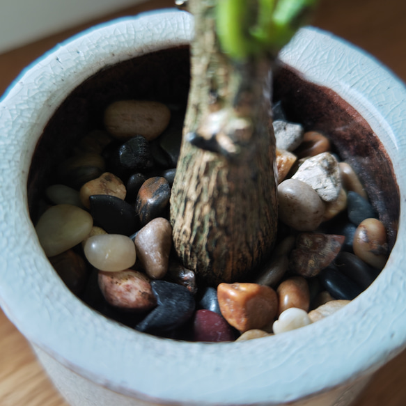 フェイクグリーンの鉢植え(パキラ)／白陶器  人工観葉植物 5枚目の画像
