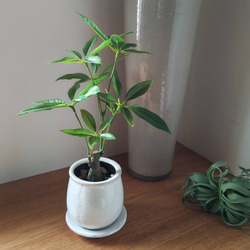 フェイクグリーンの鉢植え(パキラ)／白陶器  人工観葉植物 6枚目の画像