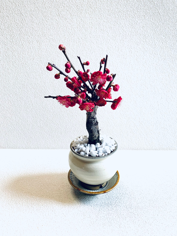 花梅 紅梅八重 梅の木 盆栽風 鉢植え 植木鉢 小鹿田焼 受け皿付き 飛び