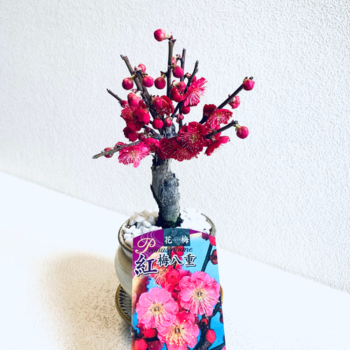 花梅 紅梅八重 梅の木 盆栽風 鉢植え 植木鉢 小鹿田焼 受け皿付き 飛び