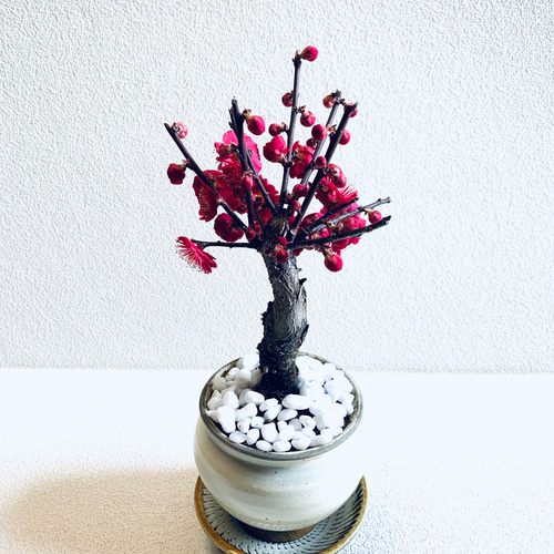 花梅 紅梅八重 梅の木 盆栽風 鉢植え 植木鉢 小鹿田焼 受け皿付き 飛び