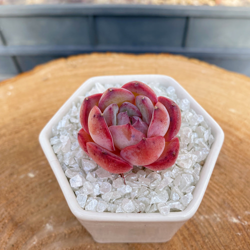 楽天市場】多肉植物 エケベリア ストロベリーアーモンド 韓国苗