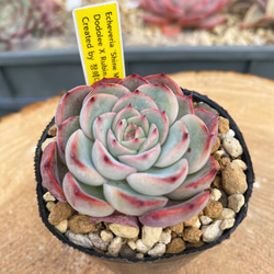 激レア覆輪斑 キュービックフロスティ錦 発根済み 多肉植物 多肉弁当