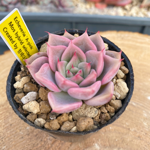 Yahoo!オークション - 韓国苗 2022新品種 'Black pink' 多肉植物