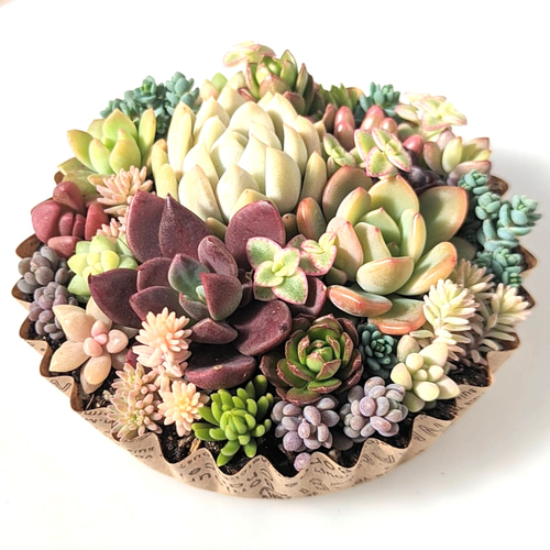多肉 おまかせ寄せ植え 【 オーダー】 多肉植物 mapi 通販