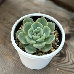 霜椿×ざわわ おらいさん苗 青札 多肉植物 多肉植物 kanomarihome 通販