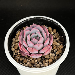 ラウレンシス 多肉植物 多肉植物 kanomarihome 通販 15294020