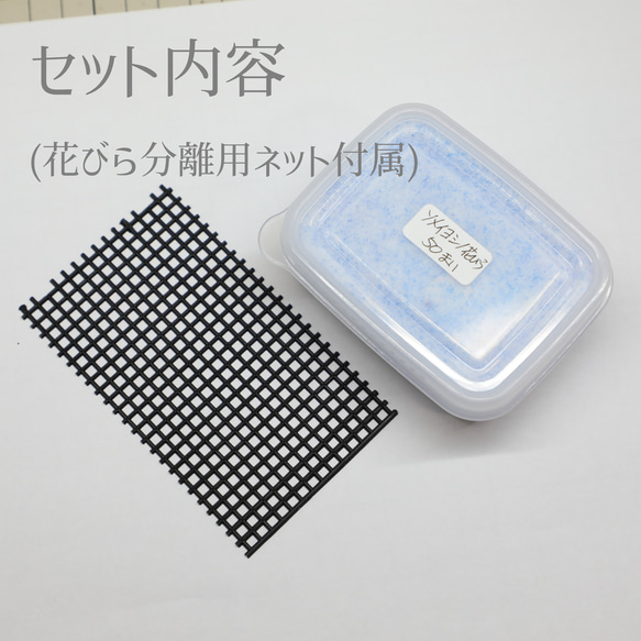 桜ドライフラワー(花びら50枚) 2025年春開花東京産ソメイヨシノを使用 本物のさくら 6枚目の画像