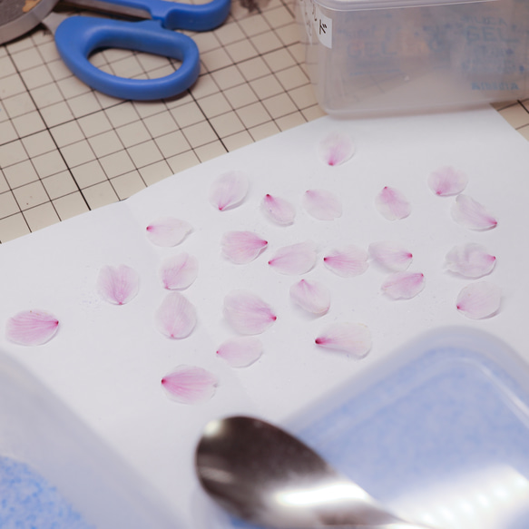 桜ドライフラワー(花びら50枚) 2025年春開花東京産ソメイヨシノを使用 本物のさくら 12枚目の画像