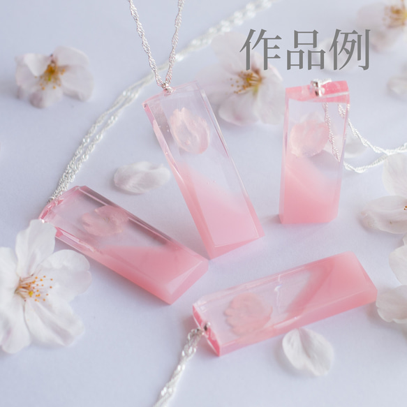 桜ドライフラワー(花びら50枚) 2025年春開花東京産ソメイヨシノを使用 本物のさくら 4枚目の画像