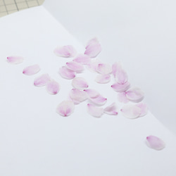 桜ドライフラワー(花びら50枚) 2025年春開花東京産ソメイヨシノを使用 本物のさくら 8枚目の画像