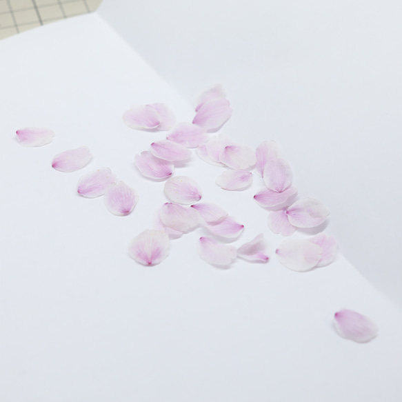 桜ドライフラワー(花びら50枚) 2024年春開花東京産ソメイヨシノを使用 本物のさくら 8枚目の画像