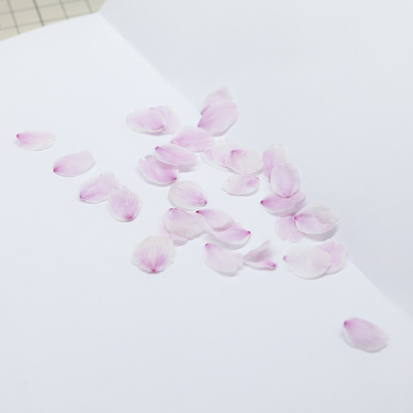 桜ドライフラワー(花びら50枚) 2025年春開花東京産ソメイヨシノを使用 本物のさくら 8枚目の画像