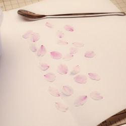 桜ドライフラワー(花びら50枚) 2025年春開花東京産ソメイヨシノを使用 本物のさくら 11枚目の画像