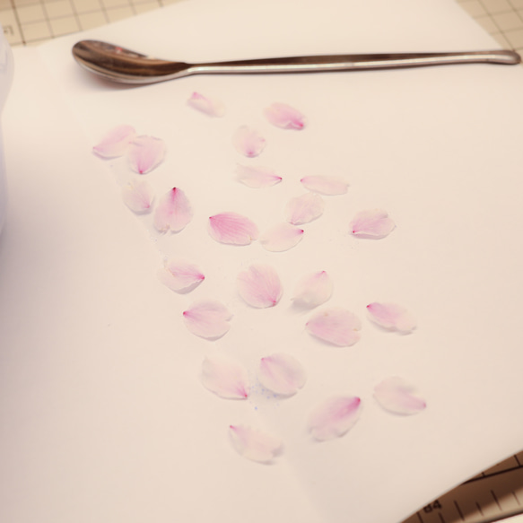 桜ドライフラワー(花びら50枚) 2024年春開花東京産ソメイヨシノを使用 本物のさくら 11枚目の画像