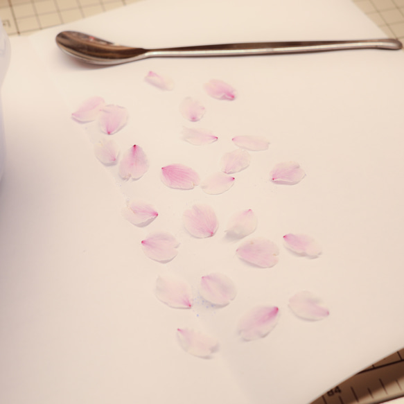 桜ドライフラワー(花びら50枚) 2025年春開花東京産ソメイヨシノを使用 本物のさくら 11枚目の画像