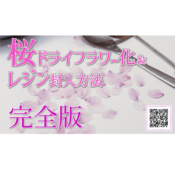 桜ドライフラワー(花びら50枚) 2025年春開花東京産ソメイヨシノを使用 本物のさくら 7枚目の画像
