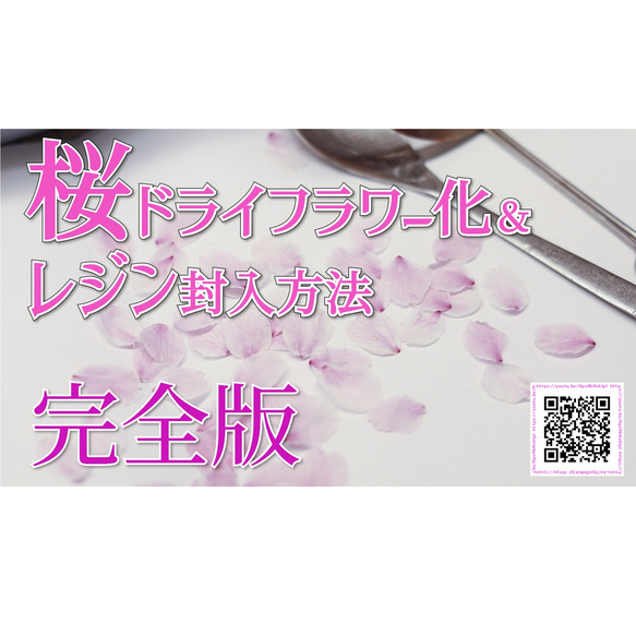 桜ドライフラワー(花びら50枚) 2024年春開花東京産ソメイヨシノを使用 本物のさくら 7枚目の画像